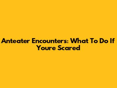 Anteater Encounters: What To Do If You're Scared
