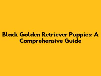 Black Golden Retriever Puppies: A Comprehensive Guide