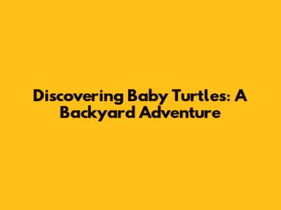 Discovering Baby Turtles: A Backyard Adventure