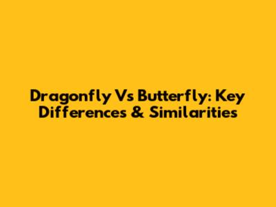 Dragonfly Vs Butterfly: Key Differences & Similarities