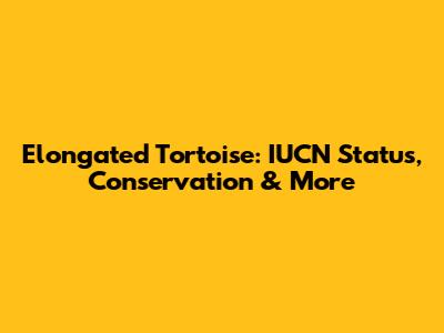 Elongated Tortoise: IUCN Status, Conservation & More