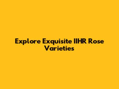 Explore Exquisite IIHR Rose Varieties