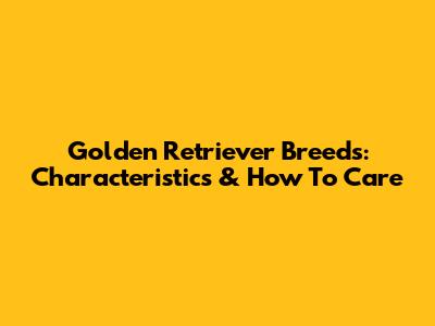 Golden Retriever Breeds: Characteristics & How To Care