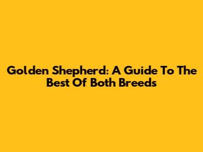 Golden Shepherd: A Guide To The Best Of Both Breeds