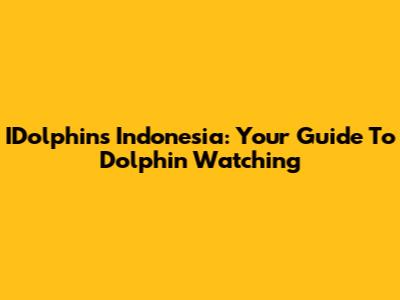 IDolphins Indonesia: Your Guide To Dolphin Watching