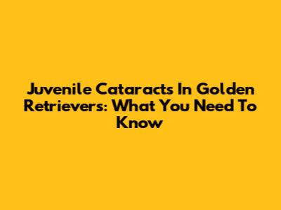 Juvenile Cataracts In Golden Retrievers: What You Need To Know