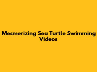 Mesmerizing Sea Turtle Swimming Videos