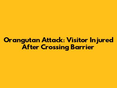 Orangutan Attack: Visitor Injured After Crossing Barrier