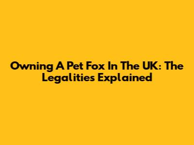 Owning A Pet Fox In The UK: The Legalities Explained