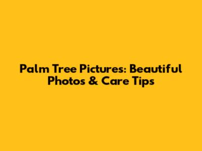 Palm Tree Pictures: Beautiful Photos & Care Tips