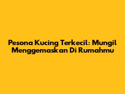 Pesona Kucing Terkecil: Mungil Menggemaskan Di Rumahmu