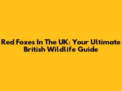 Red Foxes In The UK: Your Ultimate British Wildlife Guide