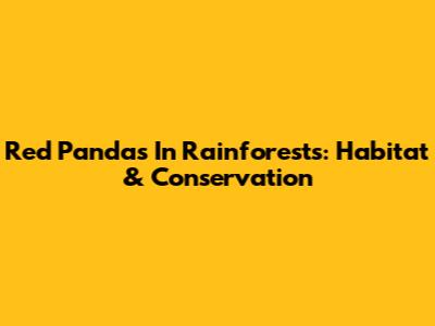Red Pandas In Rainforests: Habitat & Conservation