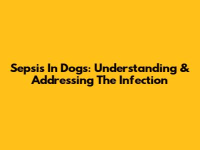Sepsis In Dogs: Understanding & Addressing The Infection