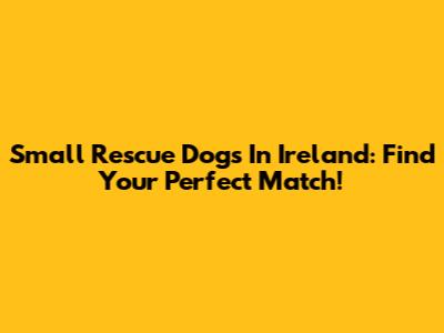 Small Rescue Dogs In Ireland: Find Your Perfect Match!