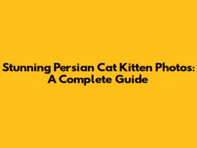 Stunning Persian Cat Kitten Photos: A Complete Guide