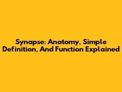 Synapse: Anatomy, Simple Definition, And Function Explained