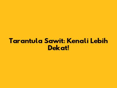 Tarantula Sawit: Kenali Lebih Dekat!