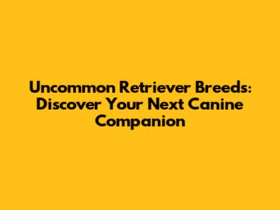 Uncommon Retriever Breeds: Discover Your Next Canine Companion