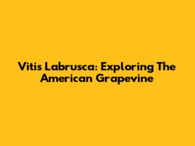 Vitis Labrusca: Exploring The American Grapevine