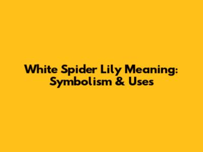 White Spider Lily Meaning: Symbolism & Uses