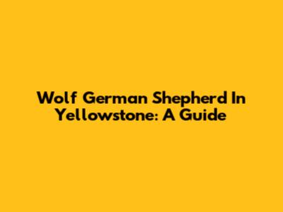 Wolf German Shepherd In Yellowstone: A Guide
