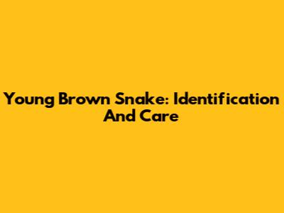 Young Brown Snake: Identification And Care
