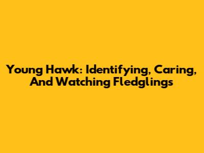 Young Hawk: Identifying, Caring, And Watching Fledglings